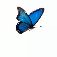 Fototapeta premium Blue butterfly mid-flight, symbolizing elegance and freedom, beautifully isolated on a white background