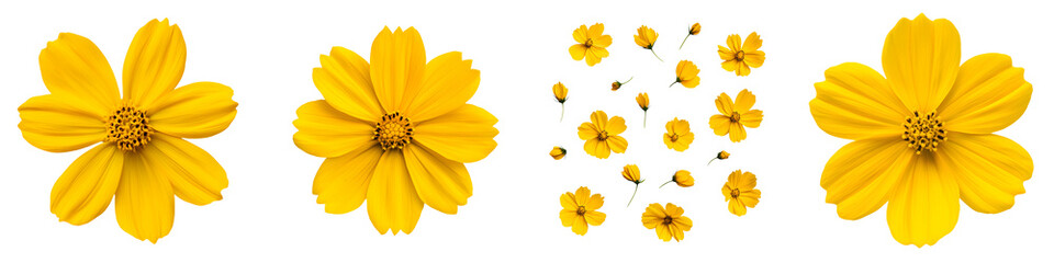 Obraz premium Colorful blooming yellow flowers with intricate petals and centers creating a cheerful and natural floral display