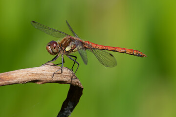 Male Common Darter dragonfly, Sympetrum striolatum, Dumfries & Galloway, Scotland
