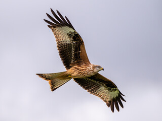Red Kite in flight at the feeding centre, Laurieston, Dumfries & Galloway, Scotland