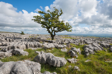Limestone pavement on Twisleton Scar, Scales Moor, near Ingleton, Yorkshire Dales National Park, England