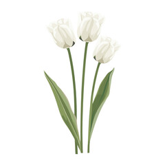 Fototapeta premium White Tulips tulips illustration flower vector