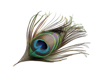 A delicate peacock feather showcases iridescent colors under soft light, symbolizing beauty and elegance in nature's design