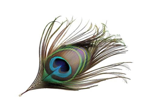 A delicate peacock feather showcases iridescent colors under soft light, symbolizing beauty and elegance in nature's design