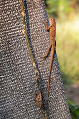 Oriental garden lizard - Calotes versicolor stay still morning sunbathing on a grey shade net in the village garden of Thailand.