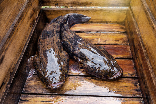 Freshwater fish Sand Two Marbled Sleeper Goby - Oxyeleotris marmorata Bleeker caught from natural water sources in Thailand in wooden crate.