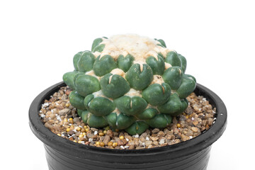 Coryphantha elephantidens cv. Tanshi Zougemaru cactus in a black plastic pot with gravel isolated on white background.