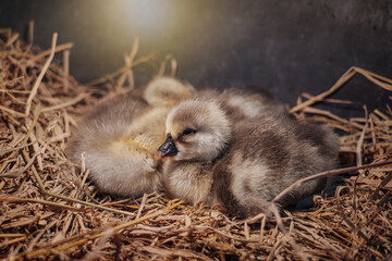 Raising poultry How to brood healthy. Three Newly hatched gray african or shitou goose gosling with...