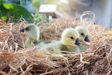 Three Newly hatched gray african or shitou goose gosling on straw or dry grass in the agricultural garden with warm morning light.