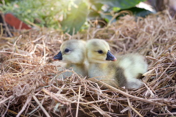 Two Newly hatched gray african or shitou goose gosling on straw or dry grass in the agricultural garden with warm morning light.