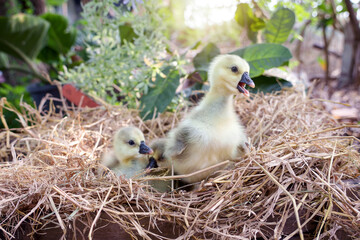 Three Newly hatched gray african or shitou goose gosling on straw or dry grass in the agricultural garden with warm morning light.