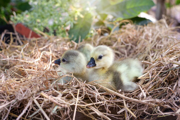 Three Newly hatched gray african or shitou goose gosling on straw or dry grass in the agricultural garden with warm morning light.