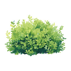 Obraz premium Boxwood Shrub art illustration watercolor vector