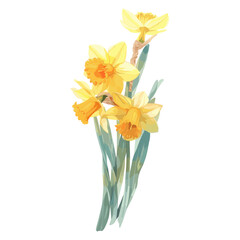 Daffodil daffodils illustration watercolor vector