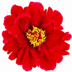 Red peony flower on  a  white  isolated background with clipping path. Closeup. For design. Nature.	