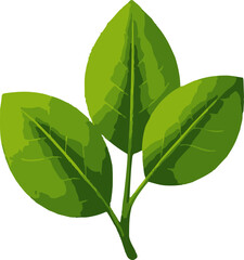 Fototapeta premium green leaves isolated on white background