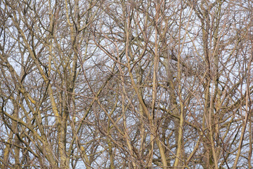 Kahler Baum mit Ästen  im Winter, Deutschland