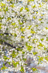 White sakura flower Japanese Cherry Blossom