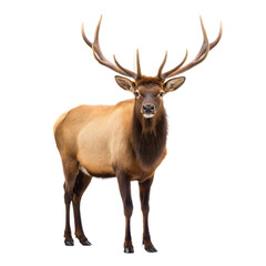 Elk AI Generated Image