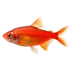 Ember Tetra AI Generated Image