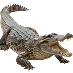 Fototapeta premium crocodile in front of white background