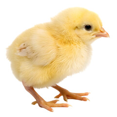 Fototapeta premium baby chicken on white background