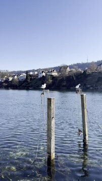 Fr&uuml;hlingstag am Rhein, Hochrhein, Schaffhausen, Weidling, Fr&uuml;hling