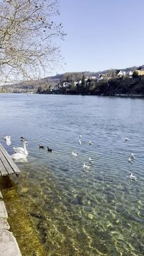 Fr&uuml;hlingstag am Rhein, Hochrhein, Schaffhausen, Weidling, Fr&uuml;hling