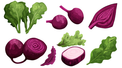 set of fresh radish isolated on white background 