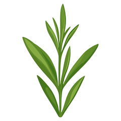 Fototapeta premium Culinary bay herbs leaf illustration herbal design vector