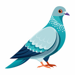 Pigeon isolated on white background