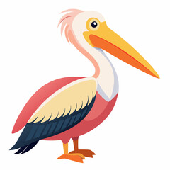 pelican on white background