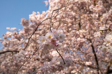 The first cherry blossoms in Paris