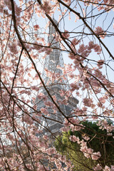 Beautiful view of the Eiffel Tower with cherry blossoms