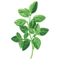 Culinary oregano herb leaf leaves herbs illustration vector