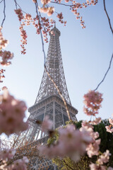 Beautiful view of the Eiffel Tower with cherry blossoms