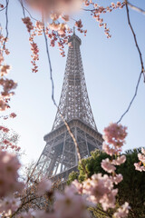 Beautiful view of the Eiffel Tower with cherry blossoms