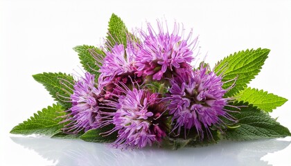bouquet of bee balm isolated on transparent or white background