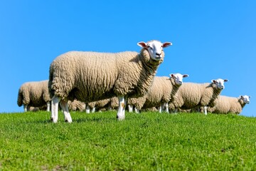Obraz premium A flock of sheep peacefully grazes on a vibrant green hill, enjoying the sunny day under a clear blue sky. The tranquil countryside exudes natural beauty and calmness
