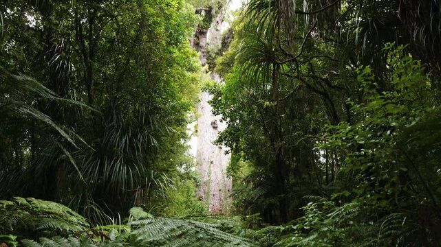 A big Kauri tree in between a green forest at Tane Mahuta. Northland, New Zealand.