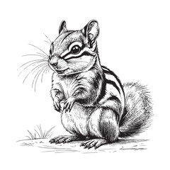 chipmunk black and white art