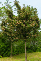 Lush, well-groomed tree of Carrieri hawthorn with dense green foliage and clusters of small pink flowers, towering in green park. TOrnithological park is located in Adler (Sirius).