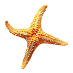 A Detailed Close Up of a Vibrant Orange Starfish Against a Soft Beige Background