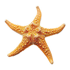 Closeup of a vibrant orange starfish on a beige background, showcasing its detailed texture and intricate patterns