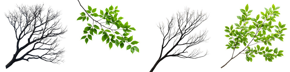 Obraz premium A series of images depicting the contrast between bare dormant tree branches and lush vibrant green foliage showcasing the seasonal changes and cycles of nature