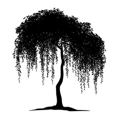 Weeping mangrove tree silhouette illustration willow vector