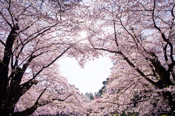 日本、青森県、弘前公園の桜