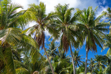 Tall coconut trees on the tropical island of Maupiti, French Polynesia