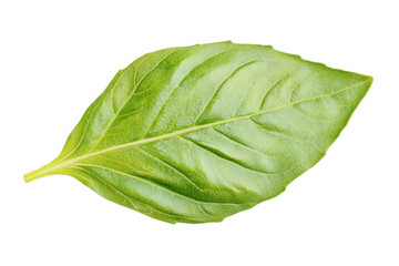 Obraz premium A vibrant green basil leaf with distinct veins, showcasing its fresh and healthy appearance, Transparent background.