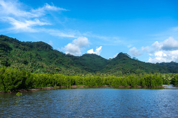 Mangrove on the Coast of Tahaa Island, French Polynesia